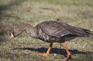 Greater White-fronted Goose, ML23623591