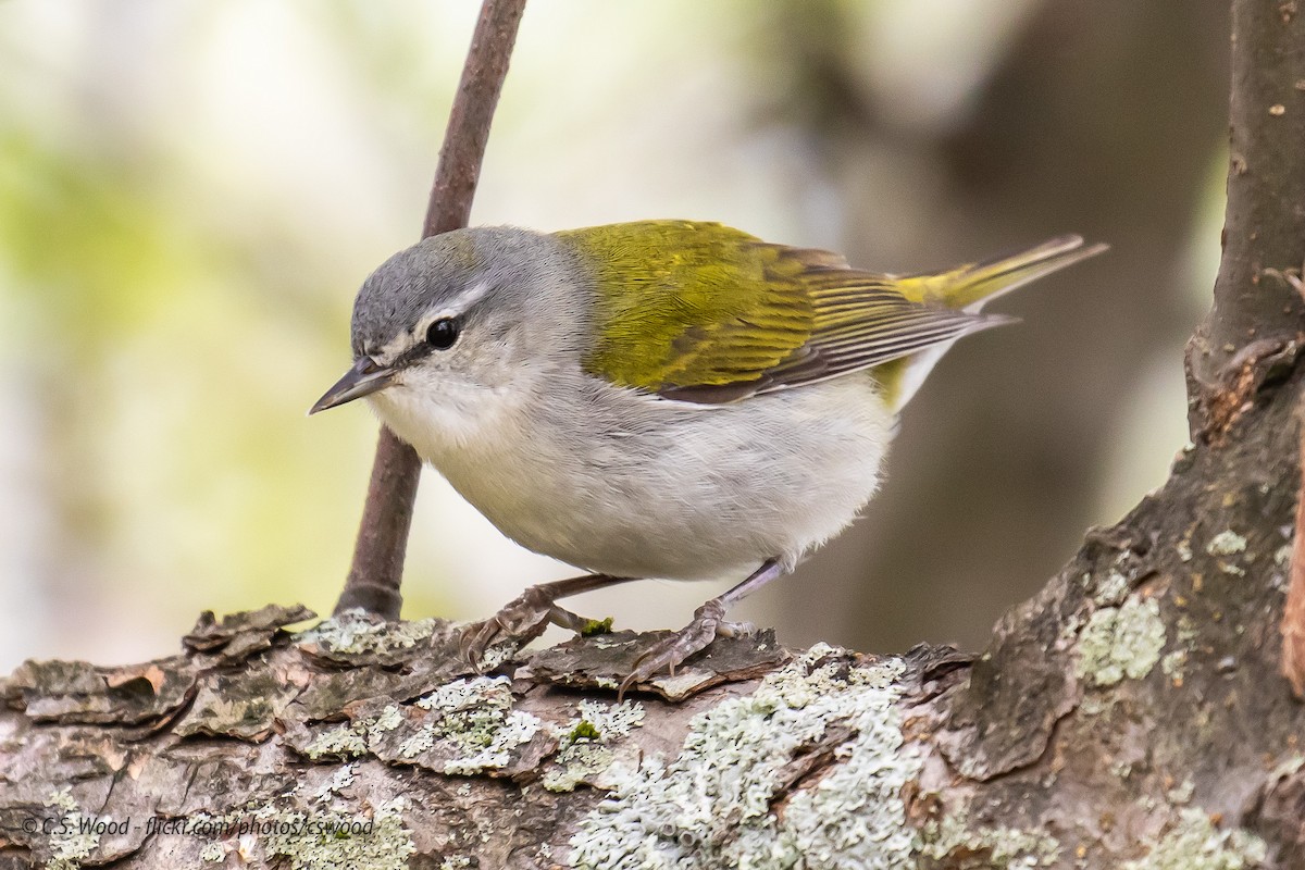 Tennessee Warbler - Chris S. Wood
