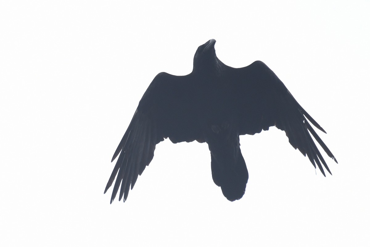 Common Raven - ML236242441