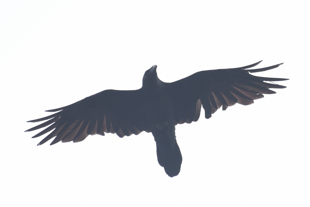 Common Raven - ML236242451