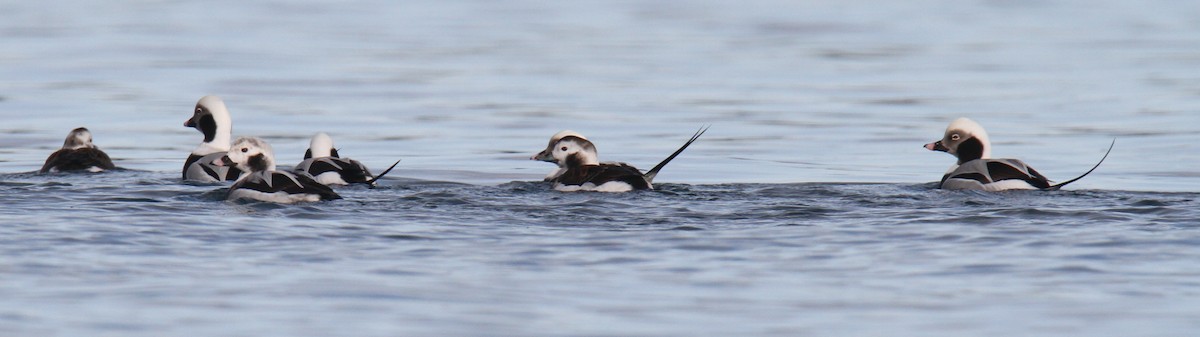 Long-tailed Duck - ML23624421