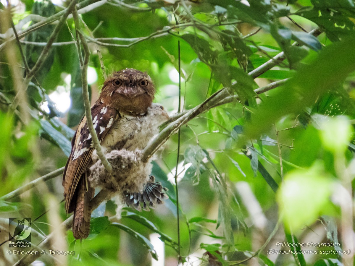 Philippine Frogmouth - ML236246631