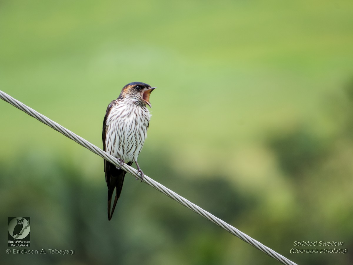 Striated Swallow - Erickson Tabayag