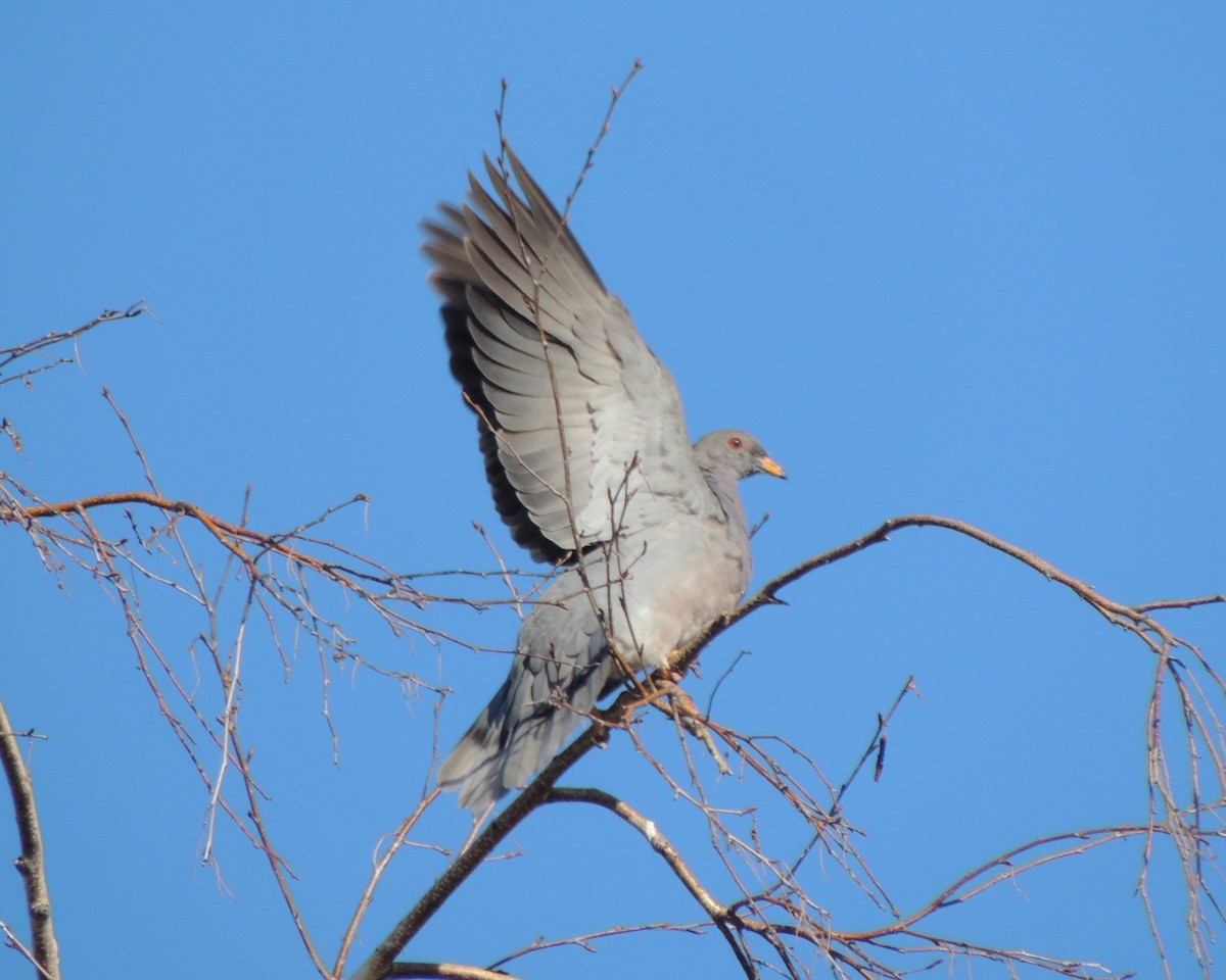 Band-tailed Pigeon - ML23625091