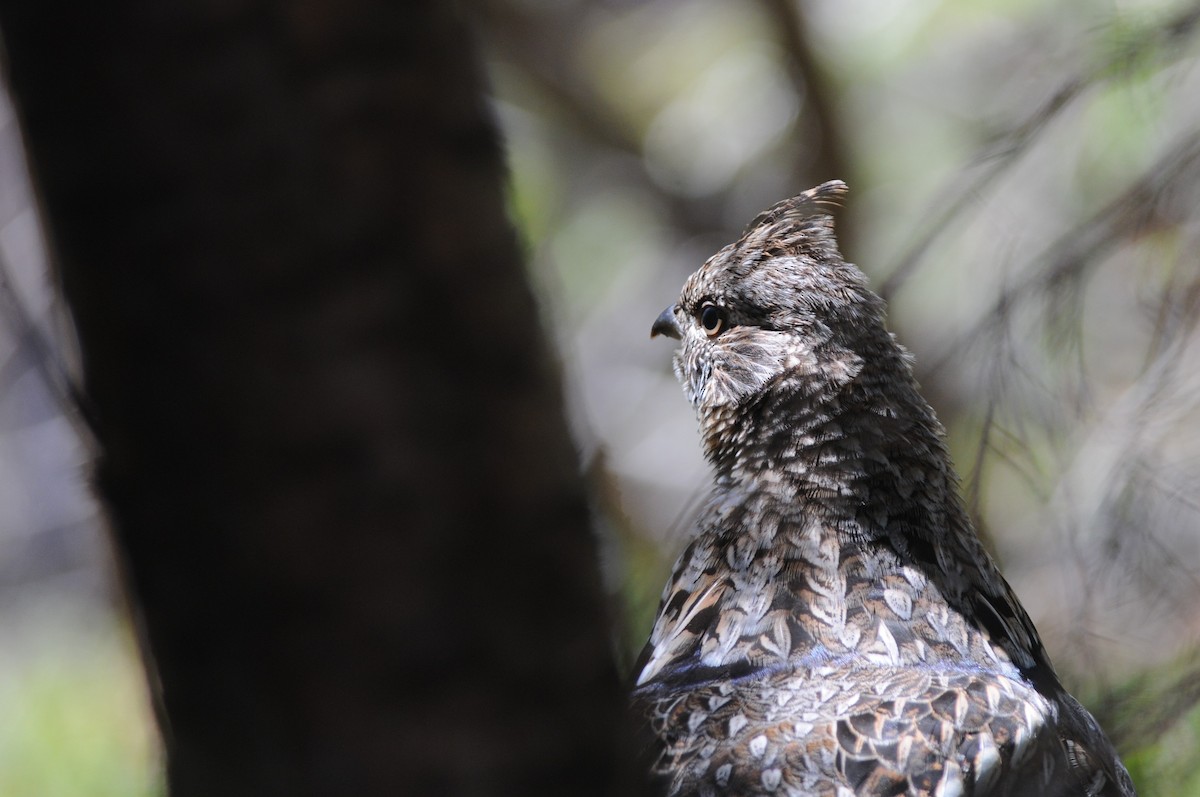 eBird Checklist 18 May 2020 Observatoire d'oiseaux de Tadoussac
