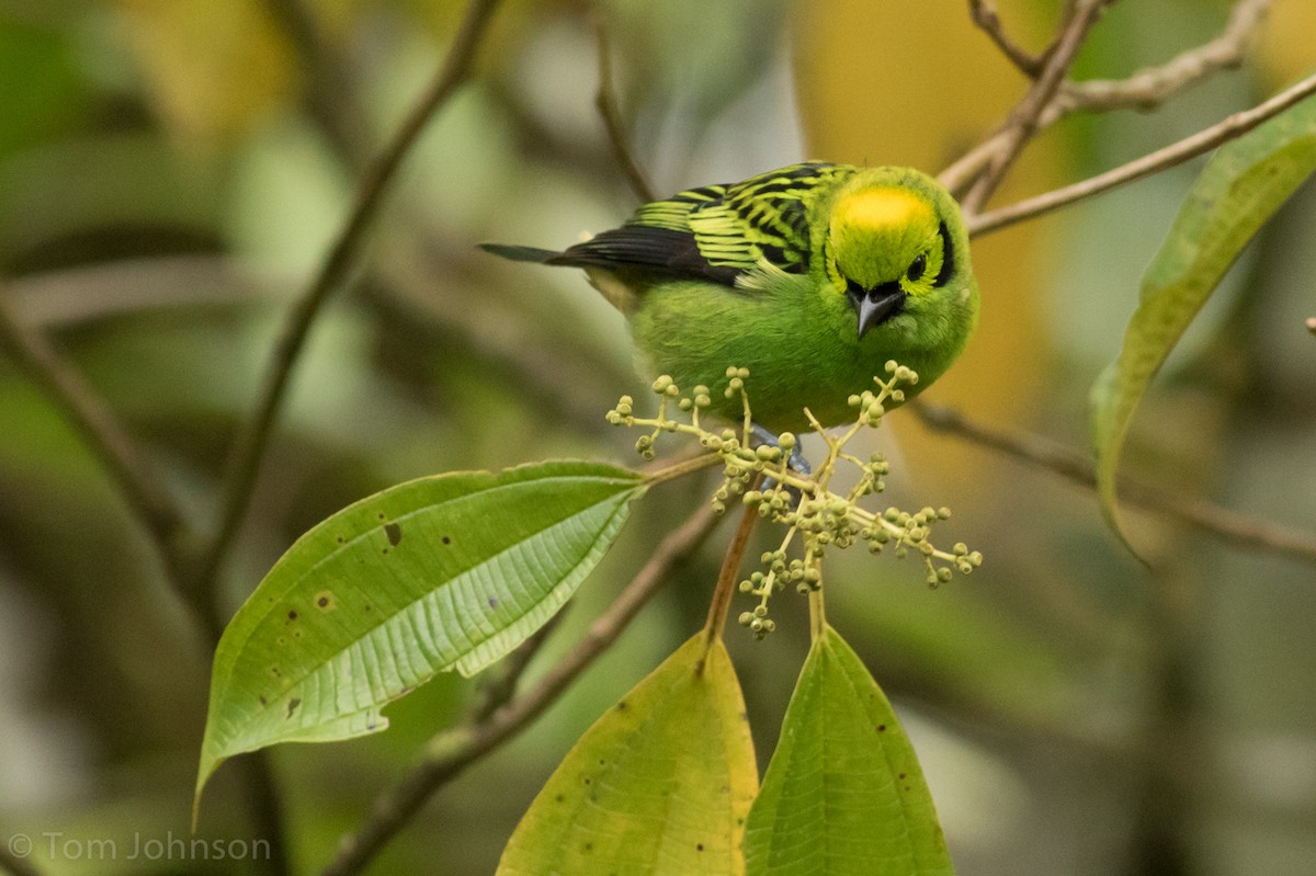 Emerald Tanager - ML23625171