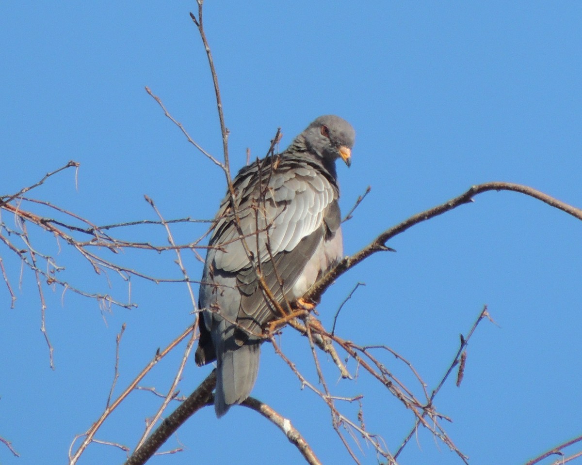 Band-tailed Pigeon - ML23625201