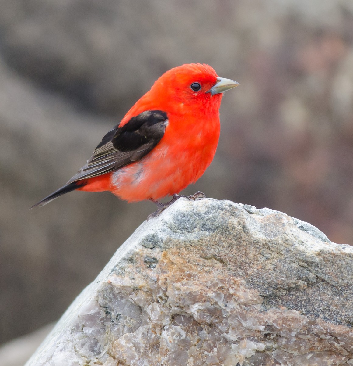 Scarlet Tanager - ML236254841