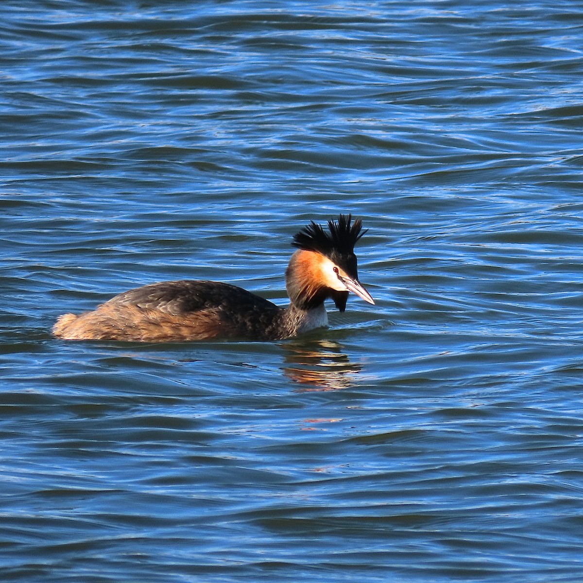 Great Crested Grebe - ML236255781