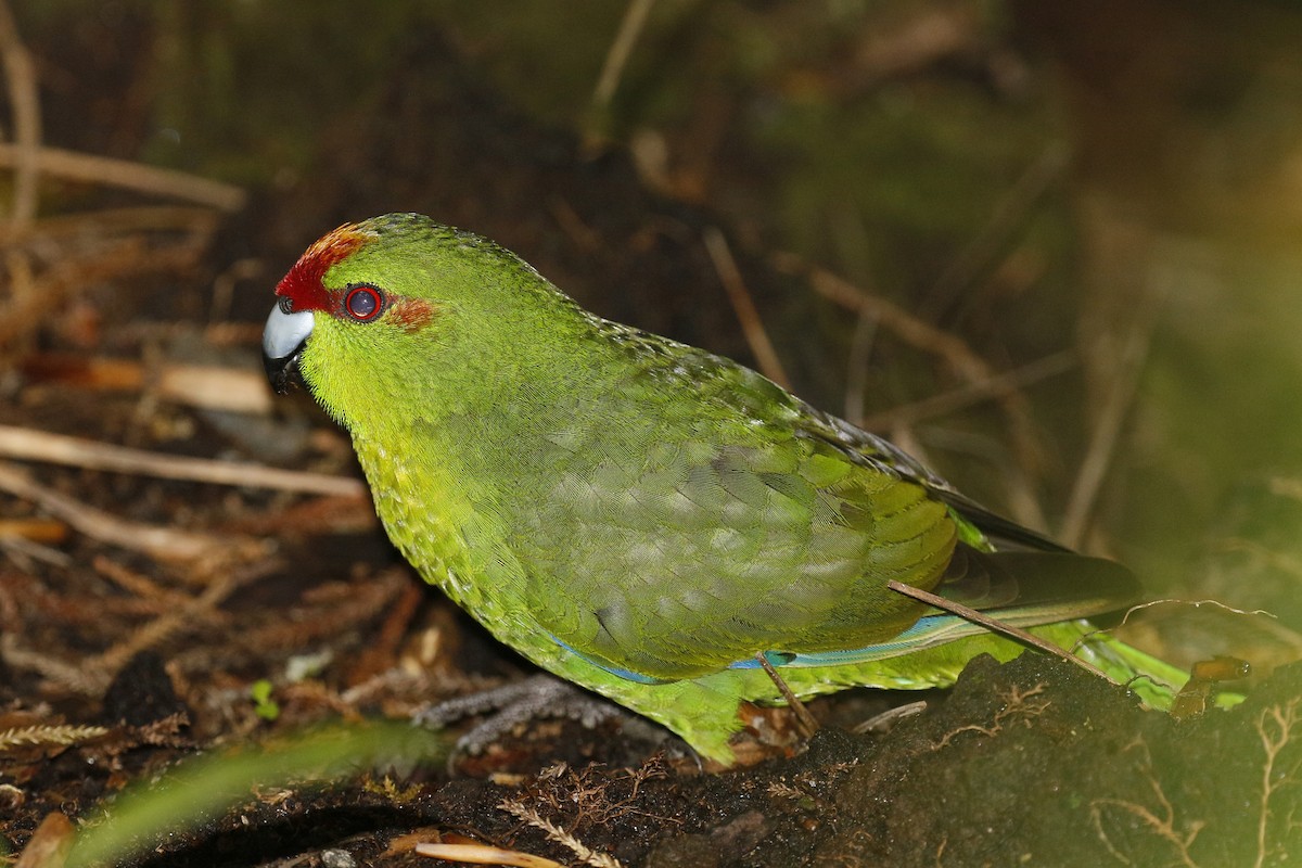Red-crowned Parakeet - ML236255841