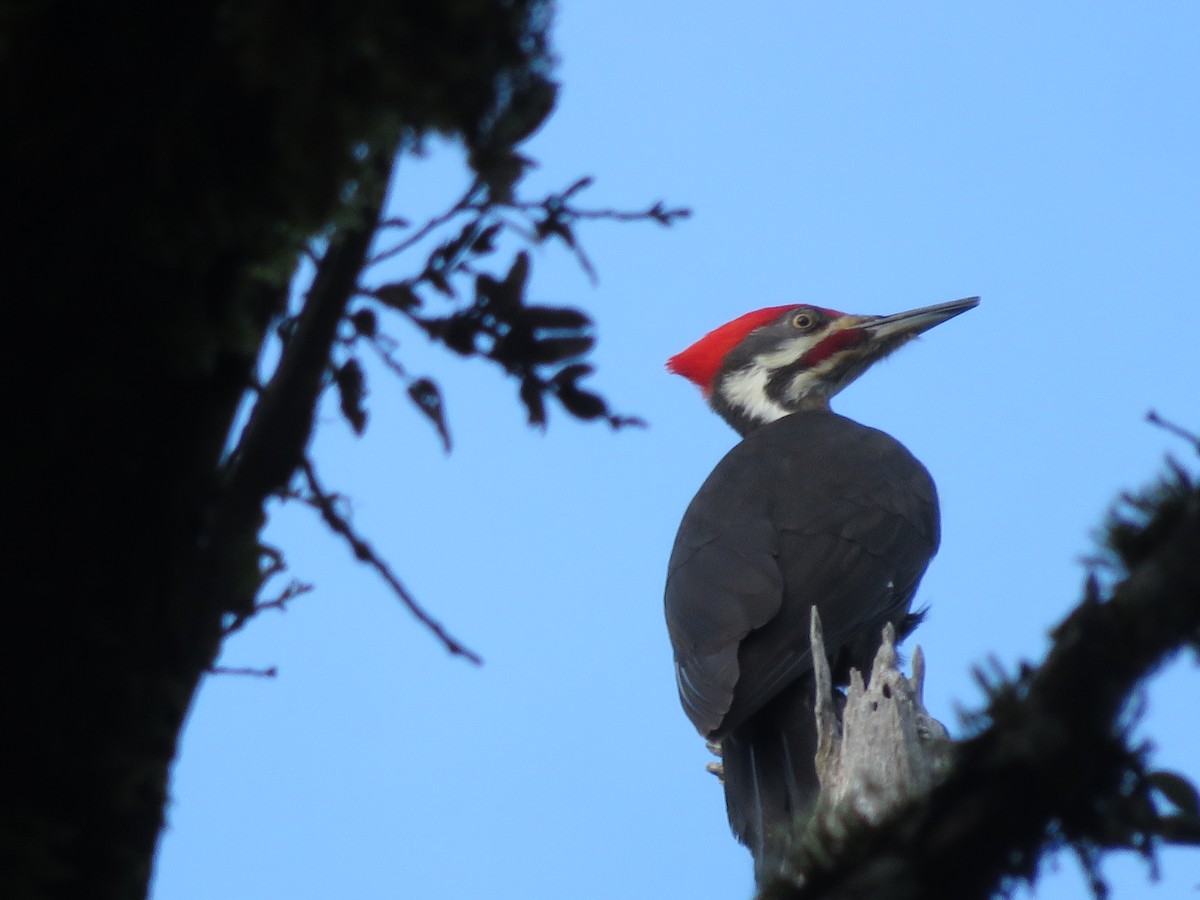 Pileated Woodpecker - Kent Forward