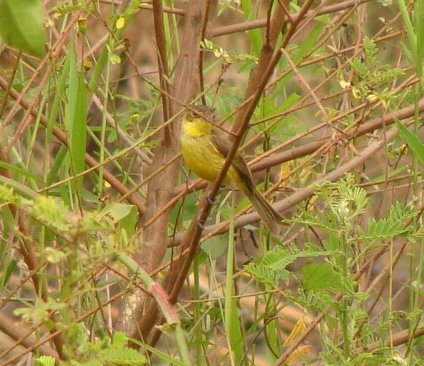 Papyrus Yellow-Warbler - Jason Anderson