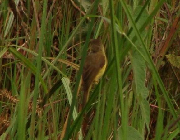 Papyrus Yellow-Warbler - Jason Anderson