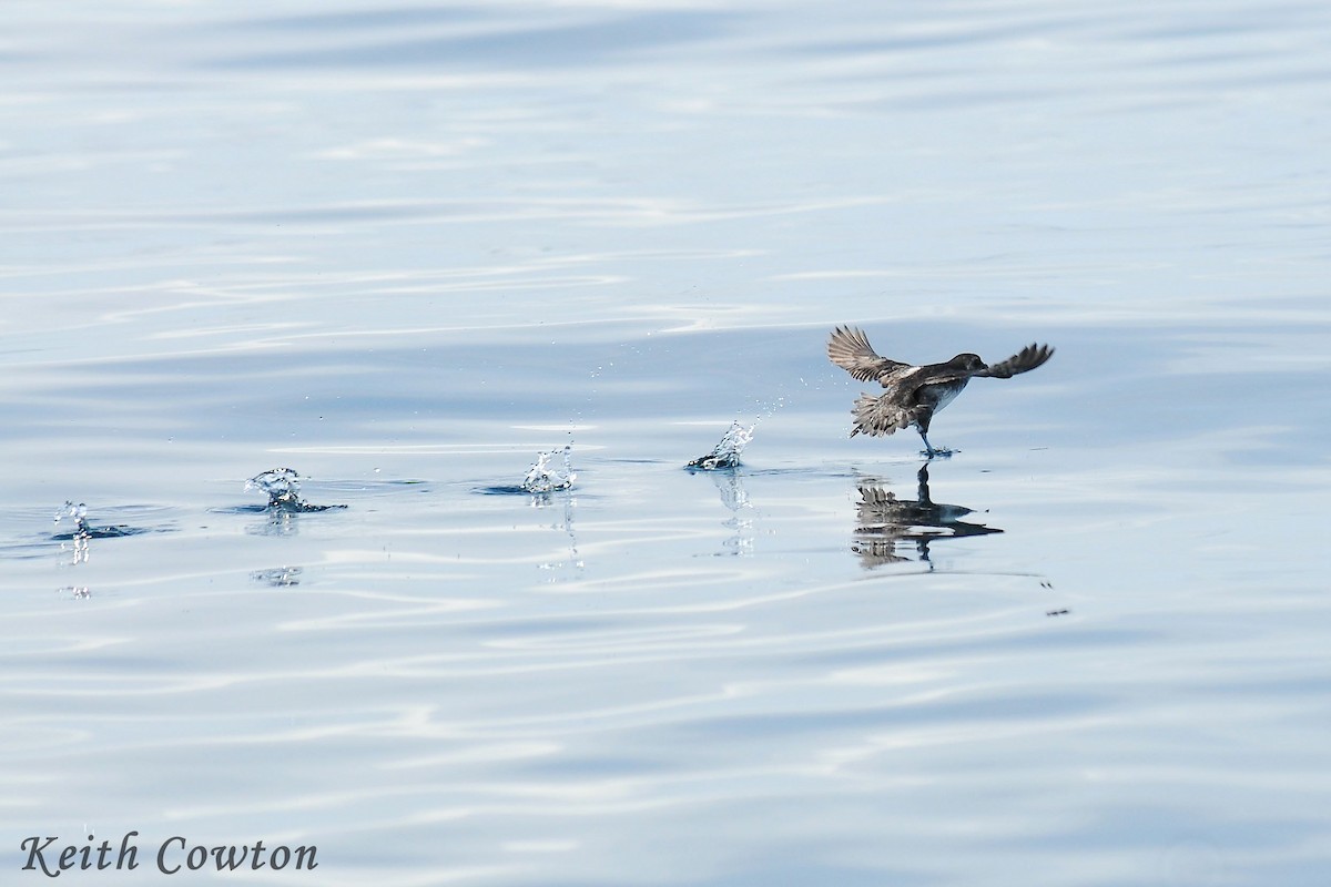 Common Diving-Petrel - Keith Cowton