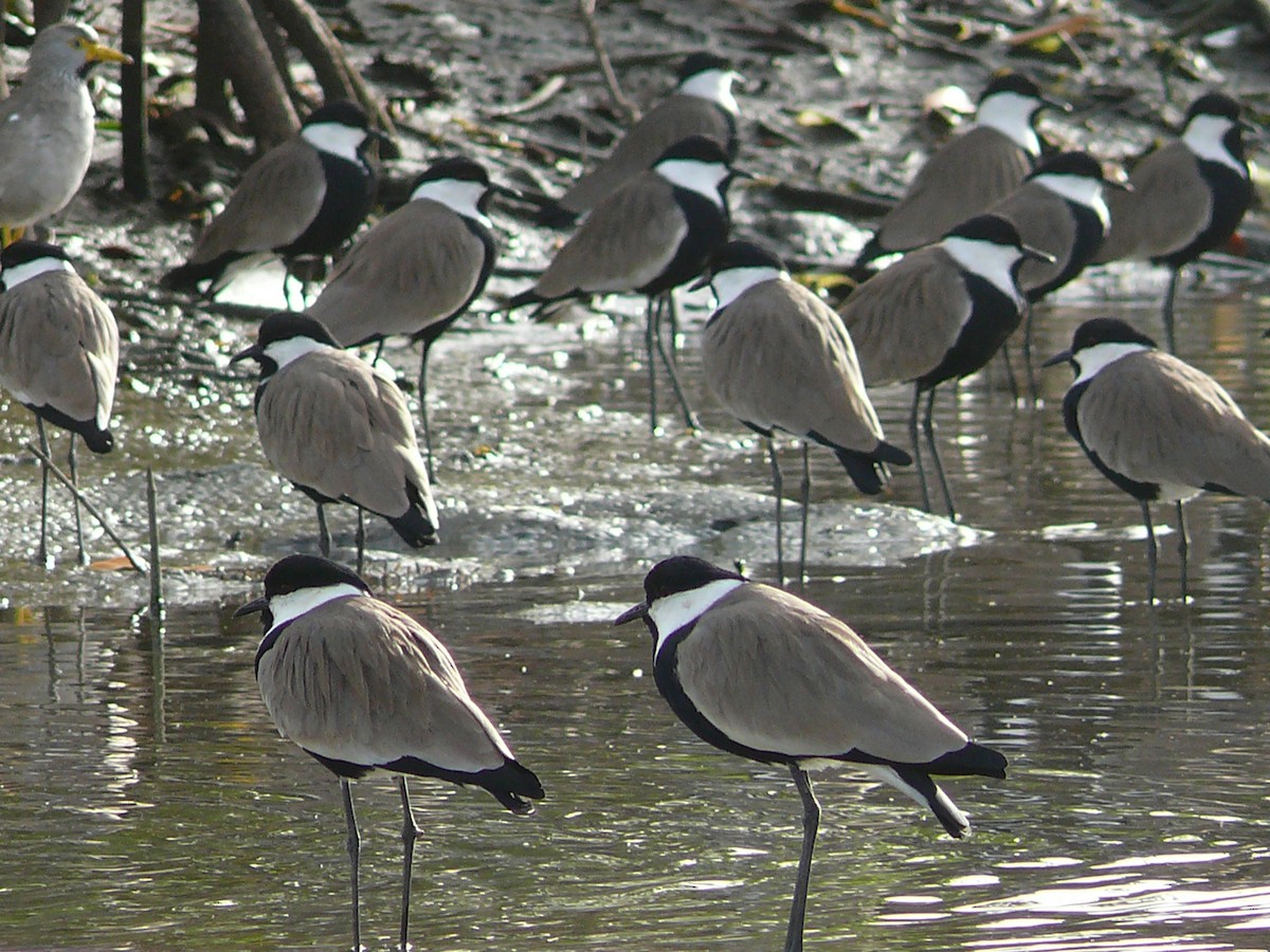 Spur-winged Lapwing - ML236261201