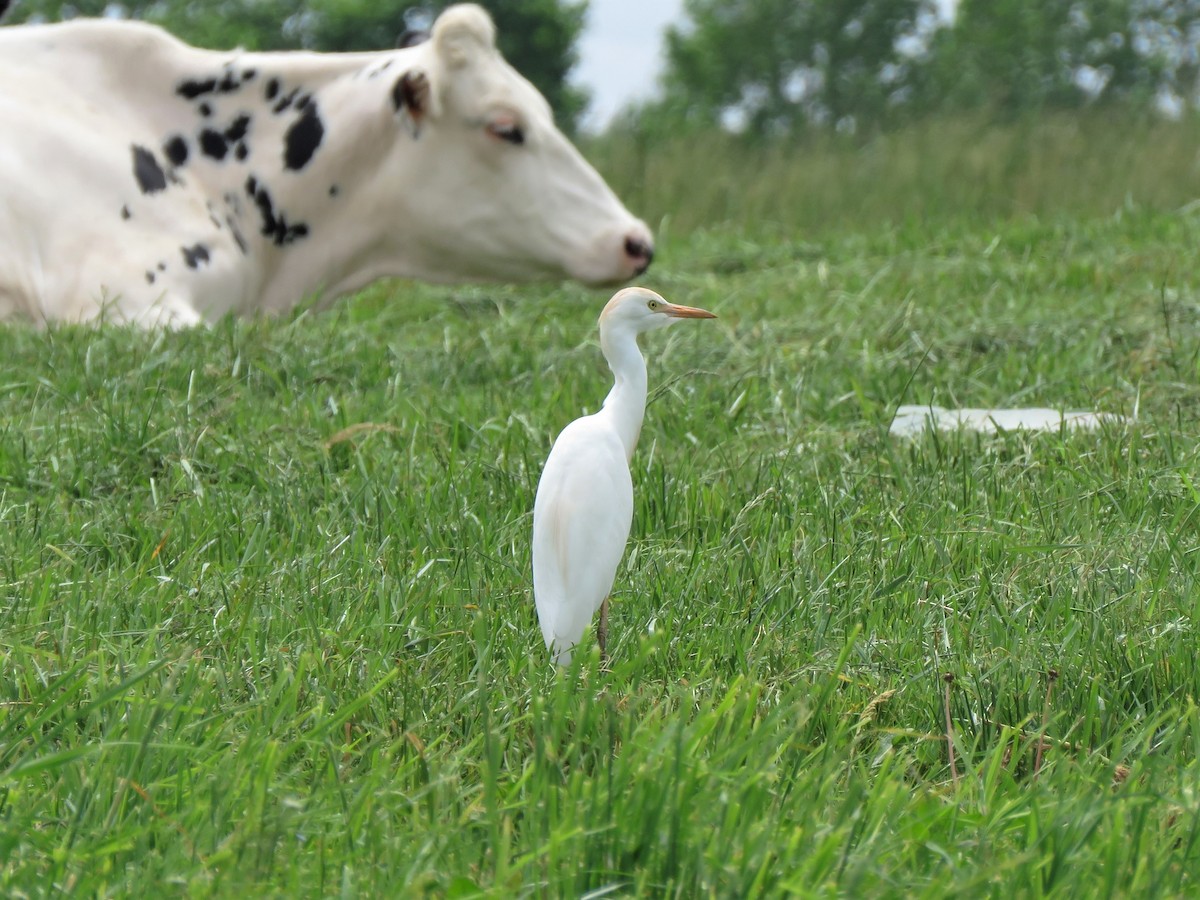 Western Cattle Egret - Patricia and Richard Williams