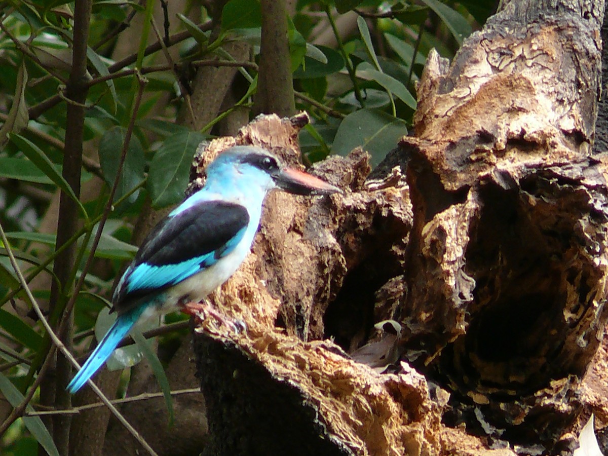 Blue-breasted Kingfisher - ML236263611