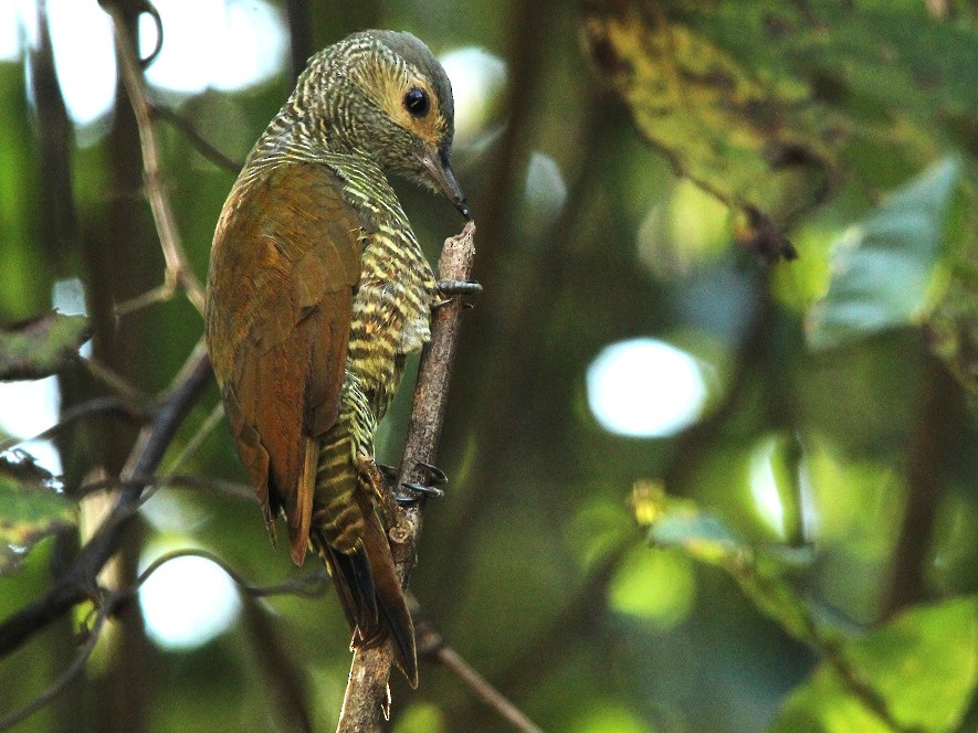 Gray-crowned Woodpecker - Antonio Robles