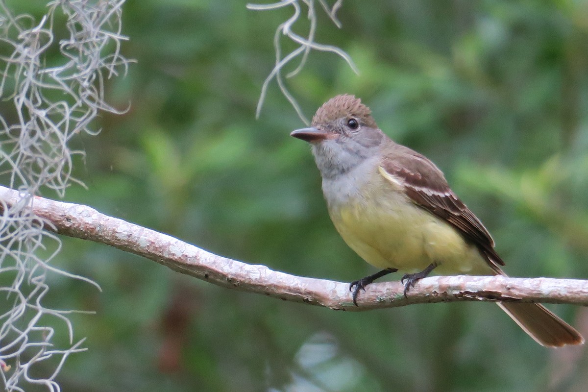 Great Crested Flycatcher - ML236267741