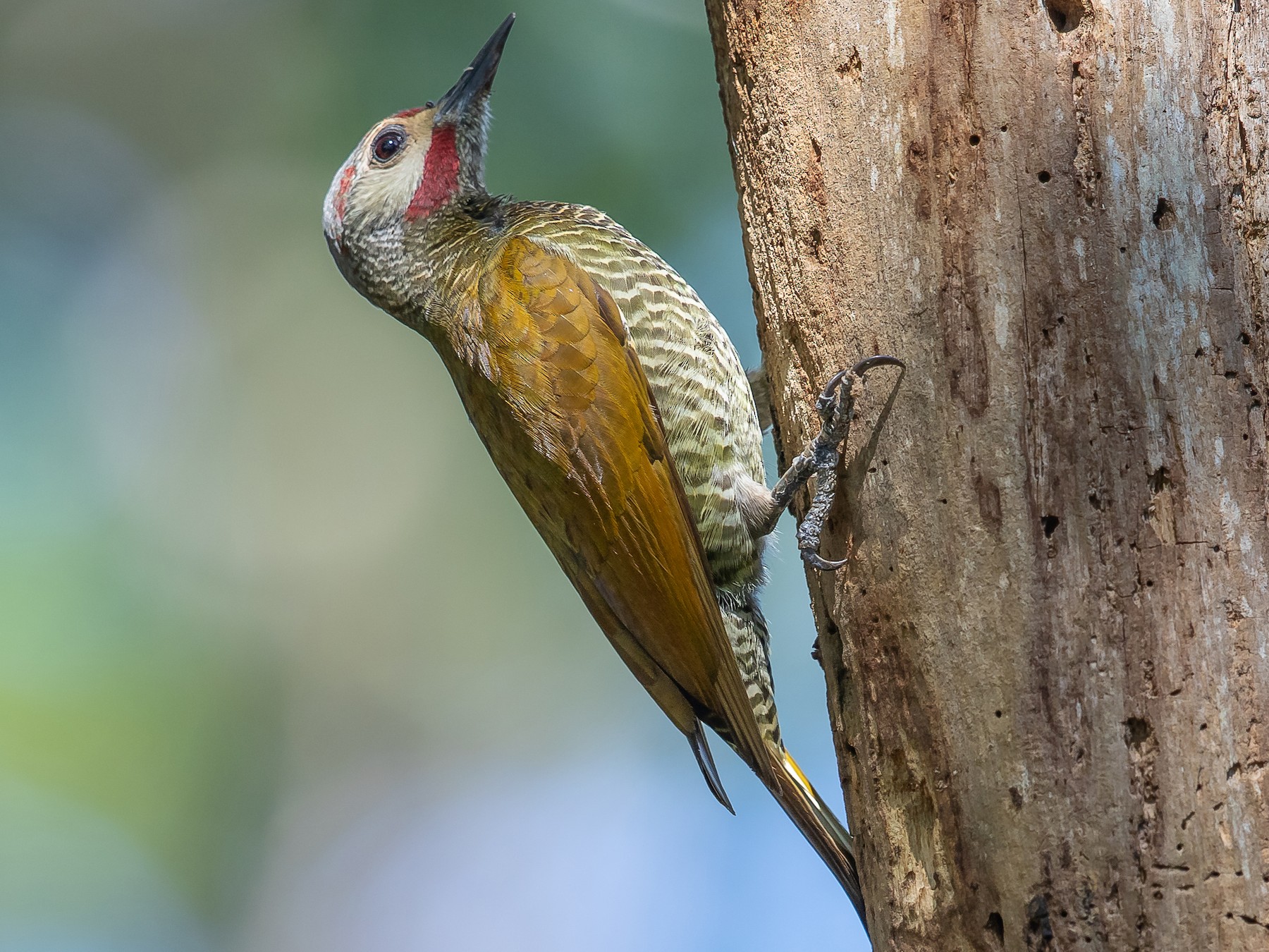 Gray-crowned Woodpecker - Jeremy Coleman