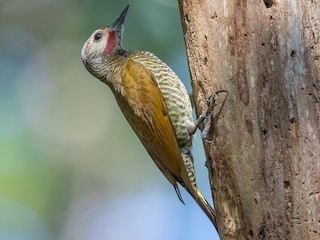  - Gray-crowned Woodpecker