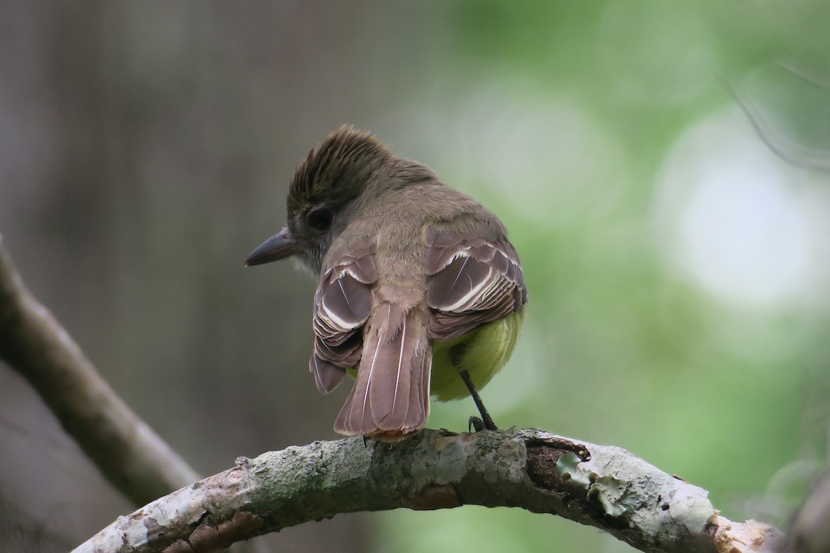 Great Crested Flycatcher - ML236267881