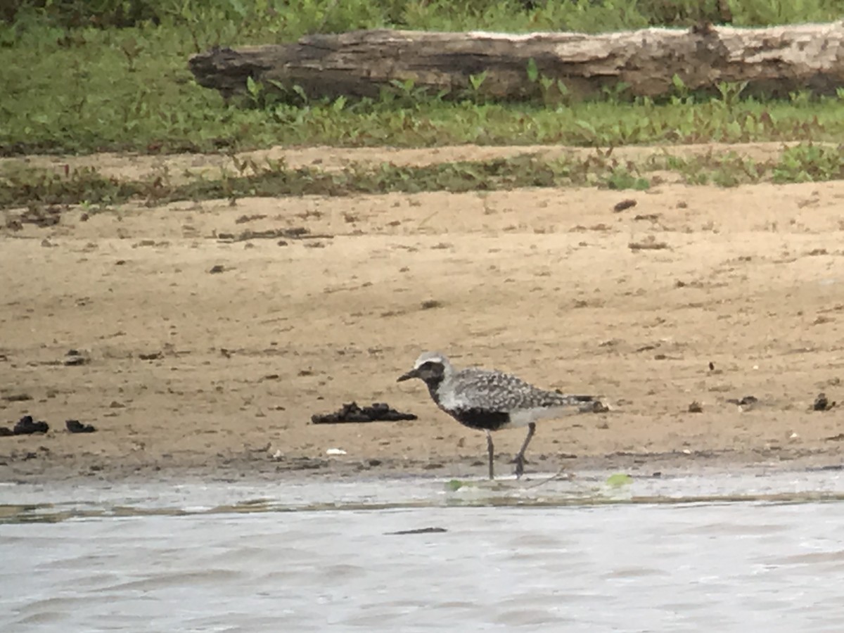 Black-bellied Plover - WS Barbour