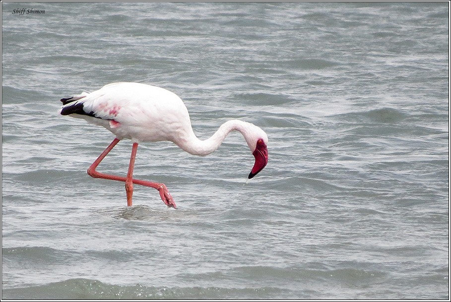 Lesser Flamingo - ML236272691