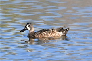 Blue-winged Teal, ML236276931