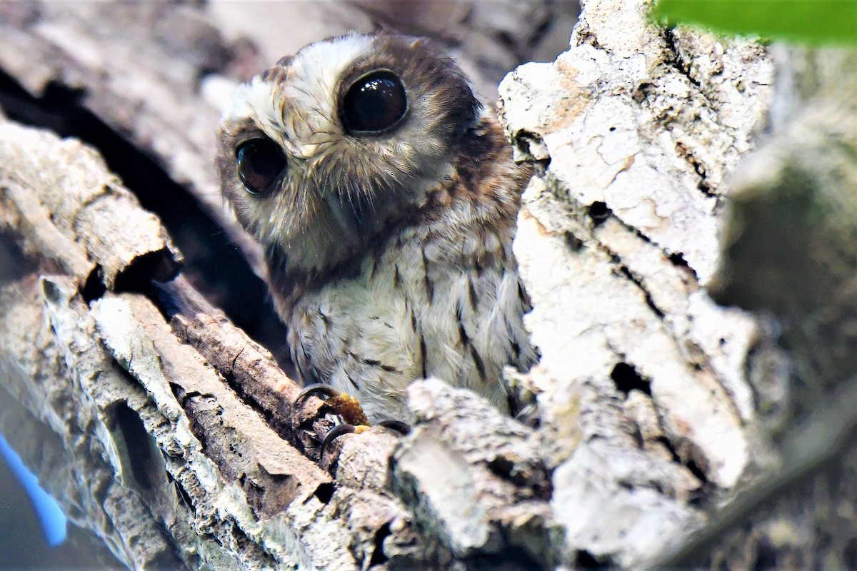 Bare-legged Owl - John Gapski