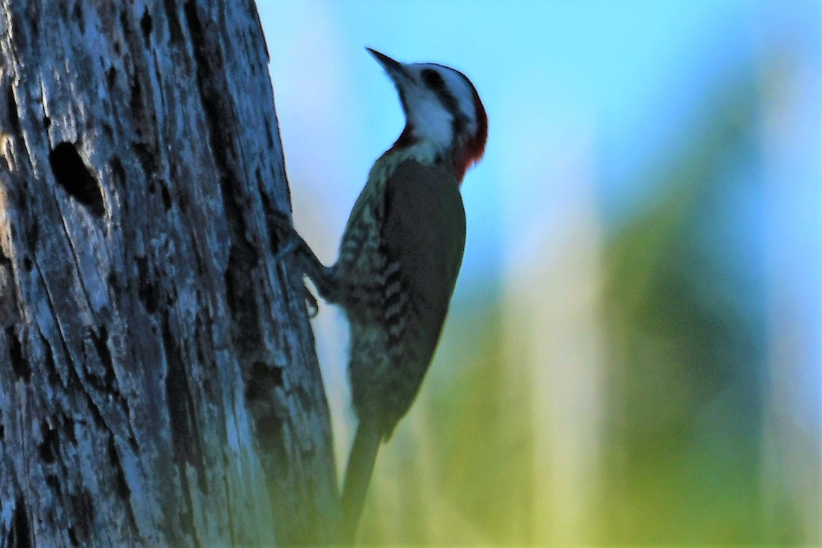 Cuban Green Woodpecker - John Gapski