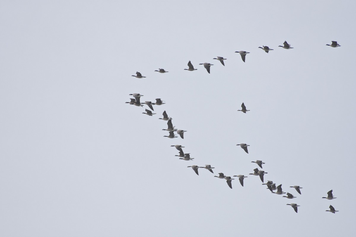 Cackling Goose (Aleutian) - ML23628491