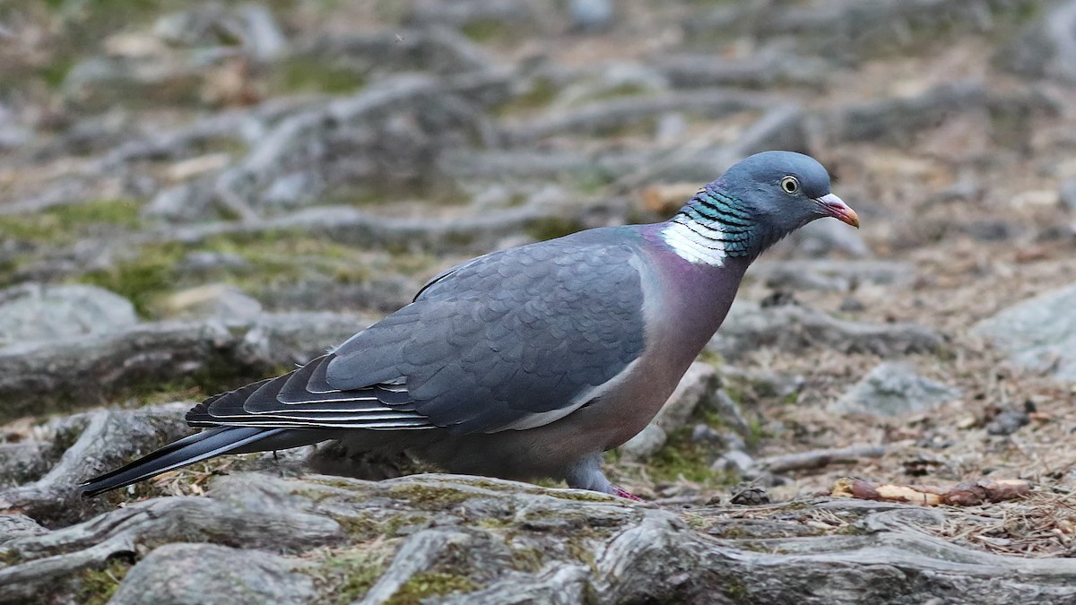 Common Wood-Pigeon - ML236286521