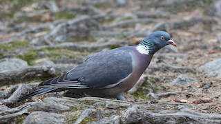 Common Wood-Pigeon, ML236286521