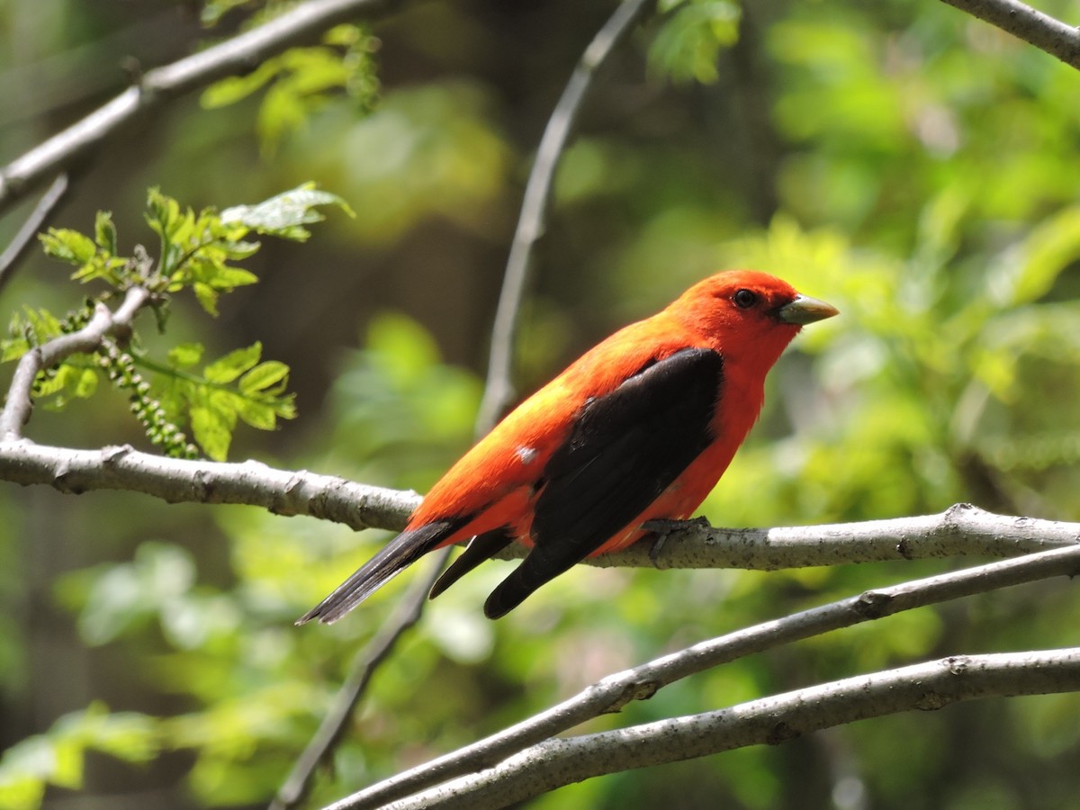 Scarlet Tanager - ML236286641