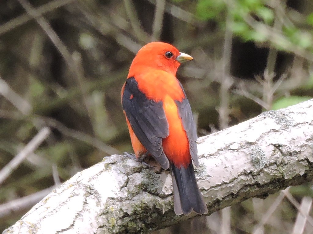 Scarlet Tanager - ML236286681