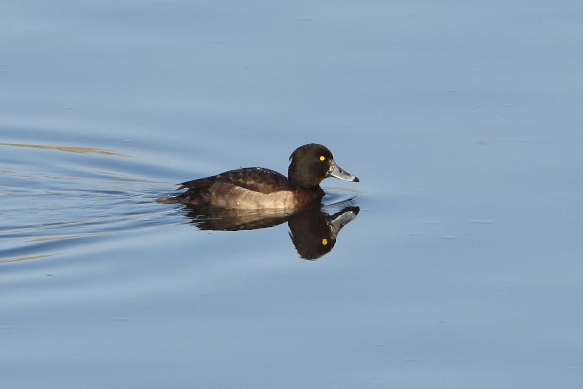 Tufted Duck - ML23628831