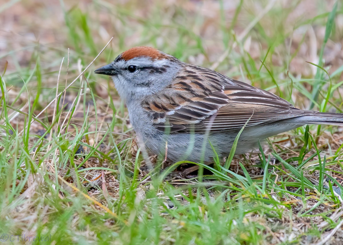 Chipping Sparrow - ML236290741