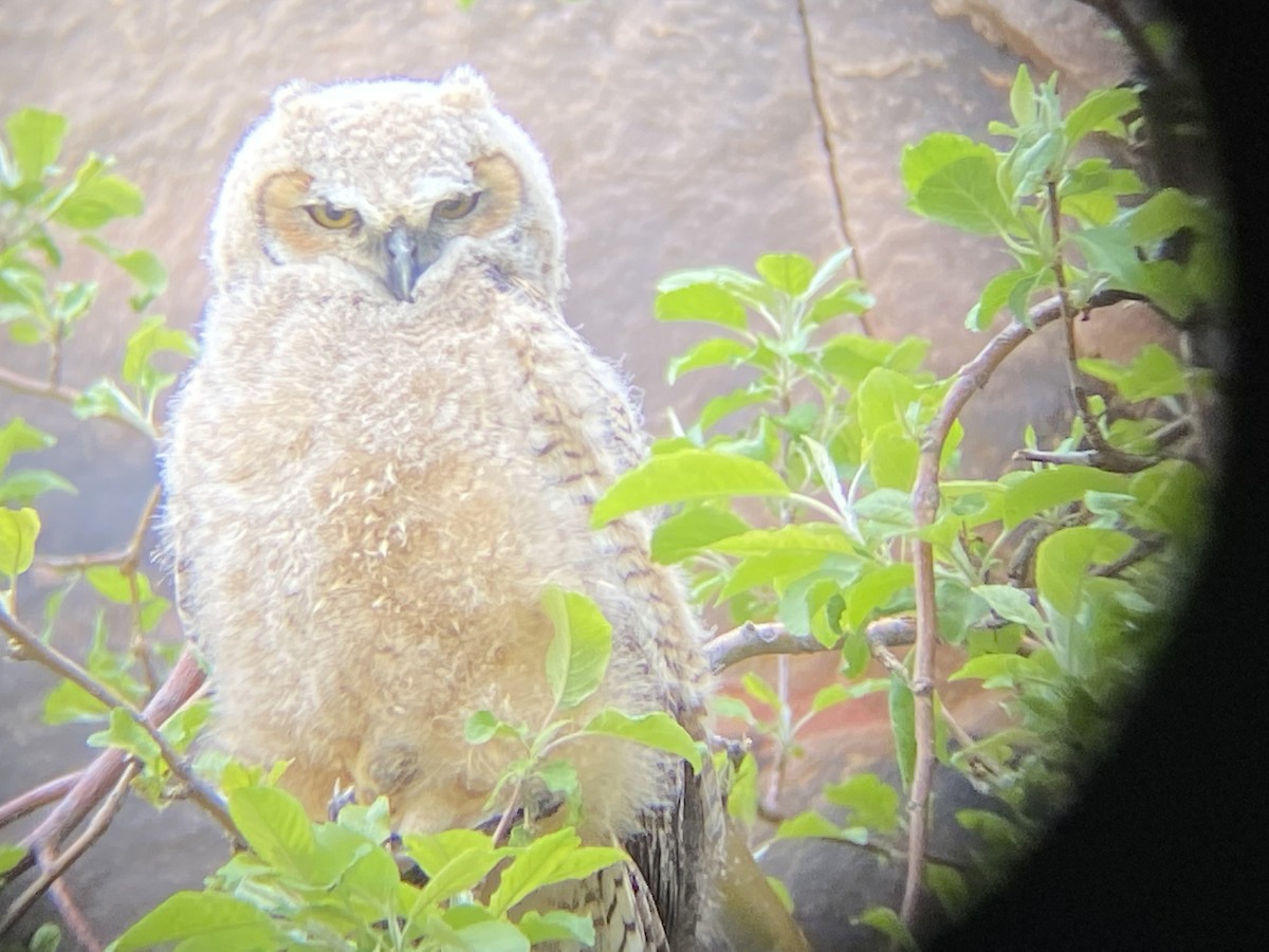 Great Horned Owl - ML236292371