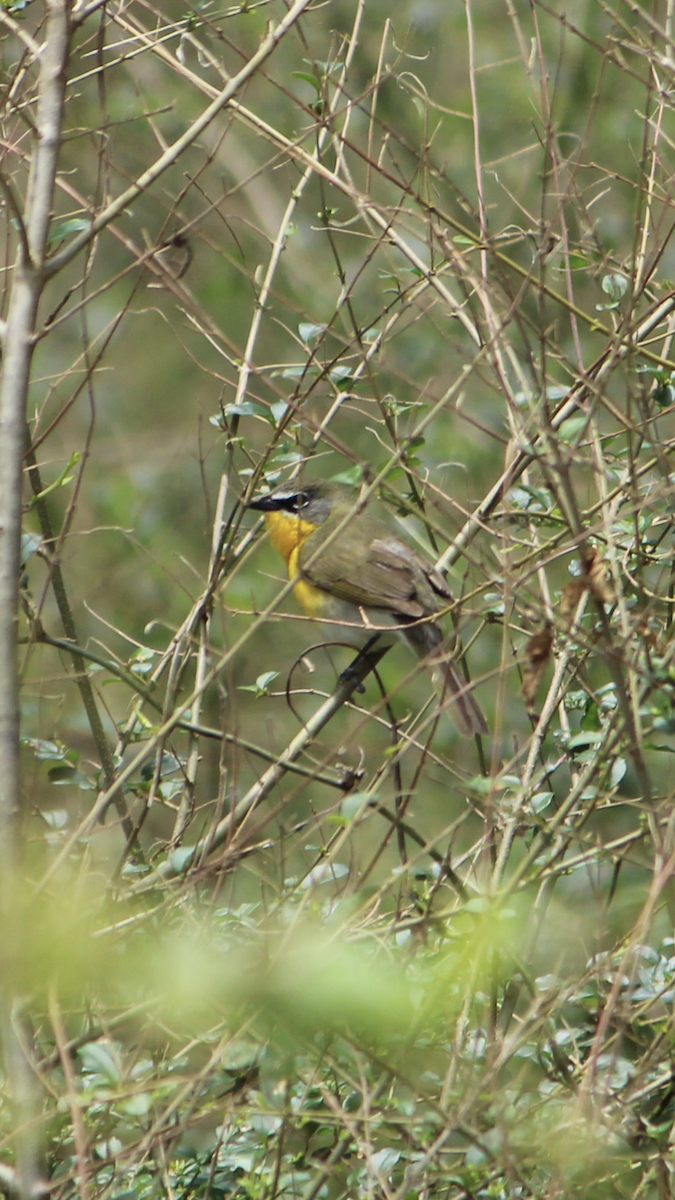 Yellow-breasted Chat - Cullen Brown