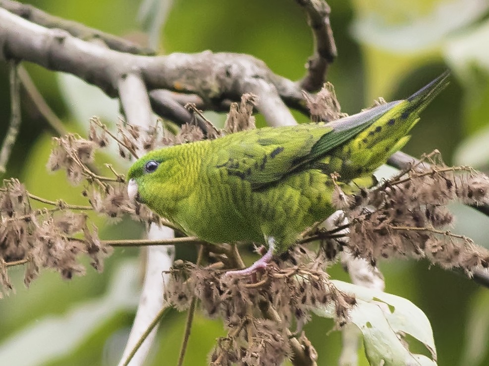 Barred Parakeet - Guillermo  Saborío Vega