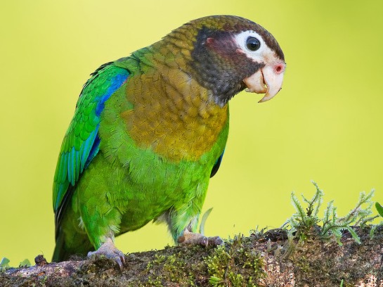 Brown-hooded Parrot - Paul Cools