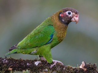  - Brown-hooded Parrot