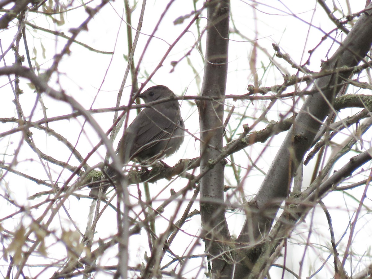 Gray Catbird - shawn richmond
