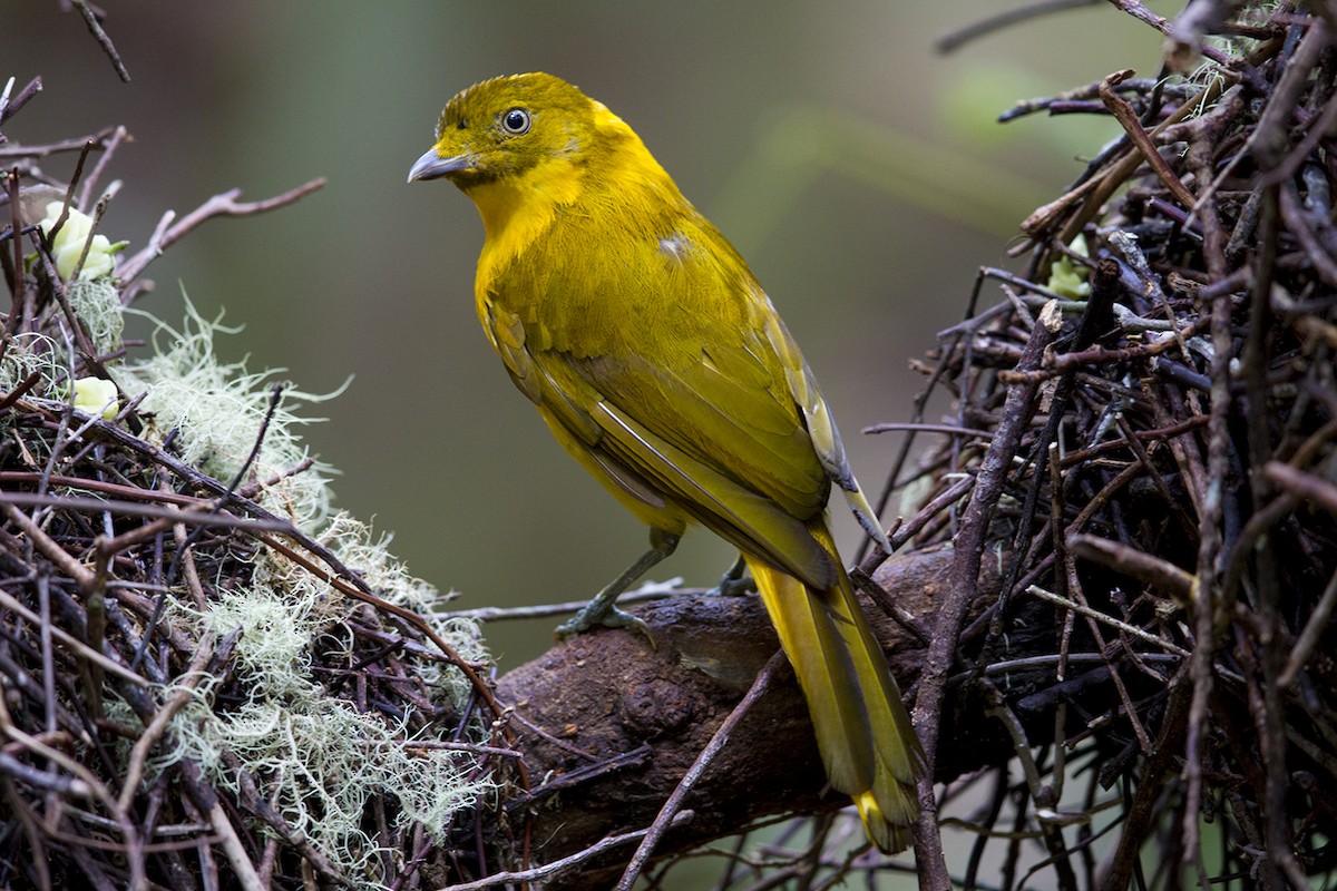 Golden Bowerbird - Laurie Ross | Tracks Birding & Photography Tours