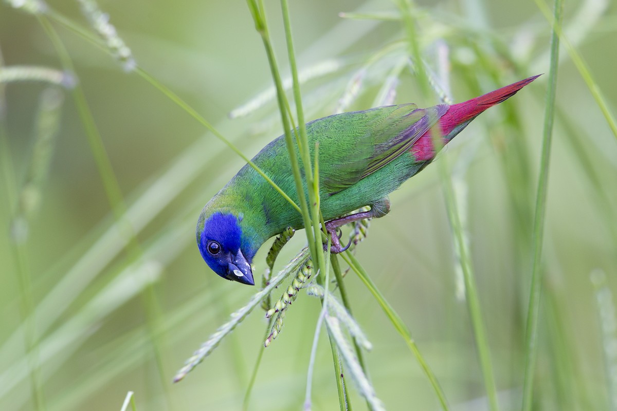 Blue-faced Parrotfinch - ML23630621