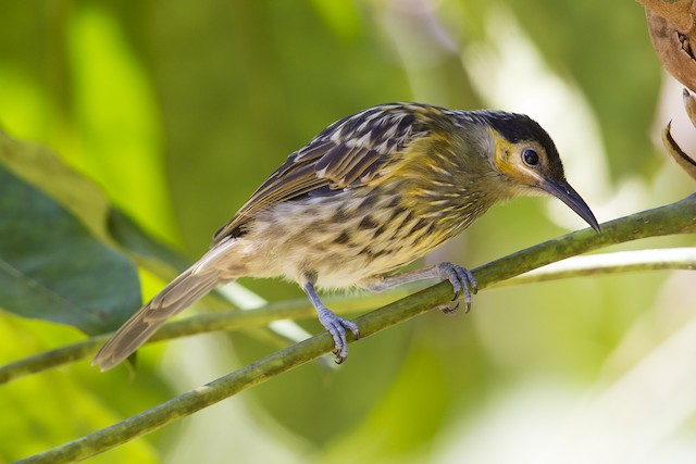 Macleay's Honeyeater (Xanthotis macleayanus) - Wet Tropics endemic bird, Queensland Australia