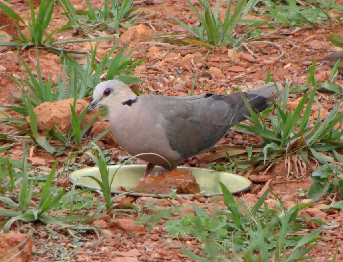 Red-eyed Dove - ML236308811
