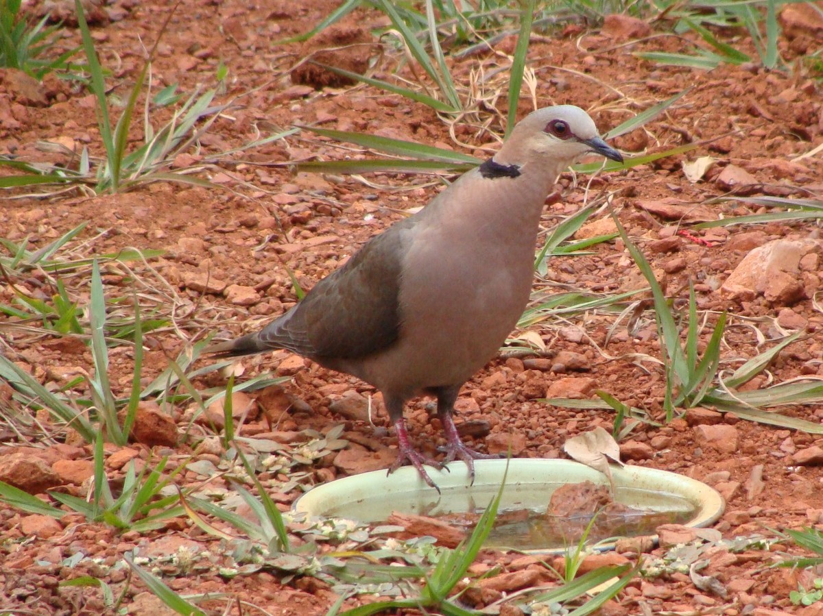 Red-eyed Dove - ML236308831
