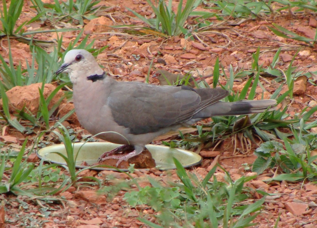 Red-eyed Dove - ML236308871